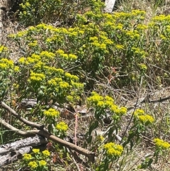 Euphorbia oblongata at Hall, ACT - 16 Oct 2024 01:54 PM