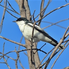 Lalage tricolor (White-winged Triller) at Copeton, NSW - 10 Oct 2024 by MichaelWenke