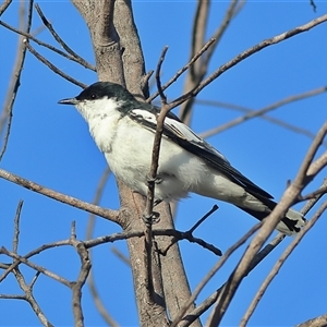 Lalage tricolor (White-winged Triller) at Copeton, NSW by MichaelWenke