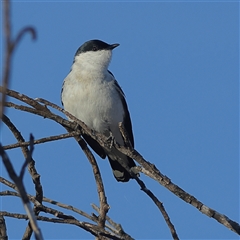 Lalage tricolor at Copeton, NSW - 11 Oct 2024 06:21 AM