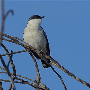 Lalage tricolor at Copeton, NSW - 11 Oct 2024