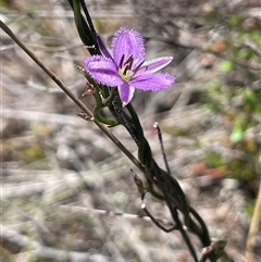 Thysanotus patersonii (Twining Fringe Lily) at Hall, ACT - 16 Oct 2024 by JaneR