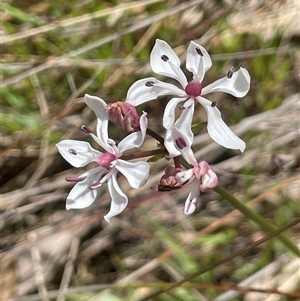 Burchardia umbellata at Hall, ACT - 16 Oct 2024 11:26 AM