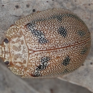 Paropsis atomaria at Hall, ACT - 4 Oct 2024 03:43 PM