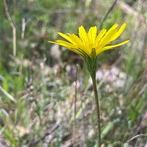 Microseris walteri at Hall, ACT - 16 Oct 2024 12:02 PM