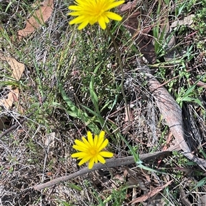 Microseris walteri at Hall, ACT - 16 Oct 2024 12:02 PM