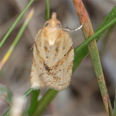 Merophyas divulsana (Lucerne Leafroller (Tortricinae, Archipini) at Hall, ACT - 4 Oct 2024 by Anna123