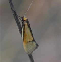 Philobota undescribed species near arabella (A concealer moth) at Deakin, ACT - 16 Oct 2024 by LisaH