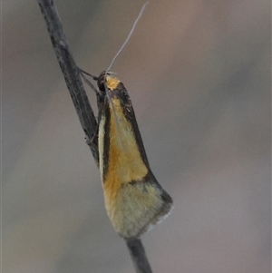 Philobota undescribed species near arabella at Deakin, ACT - 16 Oct 2024 06:10 PM