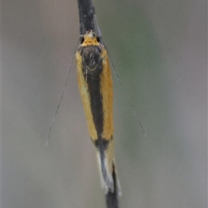 Philobota undescribed species near arabella at Deakin, ACT - 16 Oct 2024