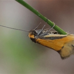 Philobota undescribed species near arabella at Deakin, ACT - 16 Oct 2024 06:10 PM