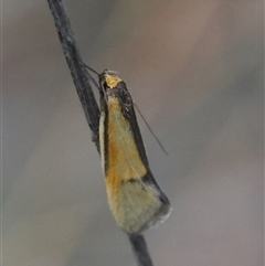 Philobota undescribed species near arabella at Deakin, ACT - 16 Oct 2024 06:10 PM