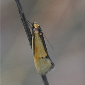 Philobota undescribed species near arabella at Deakin, ACT - 16 Oct 2024 06:10 PM