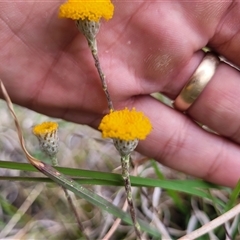 Leptorhynchos squamatus (Scaly Buttons) at Kambah, ACT - 16 Oct 2024 by AlexSantiago