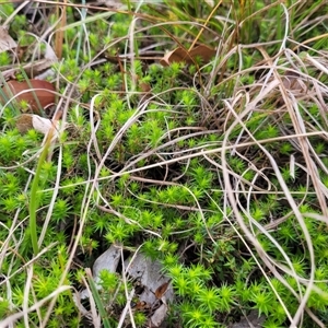 Acrotriche serrulata at Kambah, ACT - 16 Oct 2024 05:11 PM