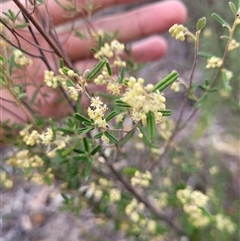 Pomaderris angustifolia (Pomaderris) at Kambah, ACT - 16 Oct 2024 by AlexSantiago