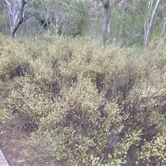 Pomaderris angustifolia at Kambah, ACT - 16 Oct 2024