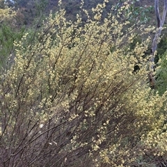 Pomaderris angustifolia at Kambah, ACT - 16 Oct 2024