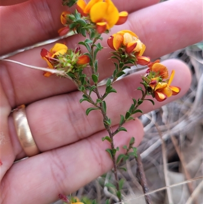 Pultenaea procumbens (Bush Pea) at Kambah, ACT - 16 Oct 2024 by AlexSantiago