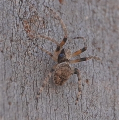 Unidentified Spider (Araneae) at Hall, ACT - 9 Oct 2024 by Anna123