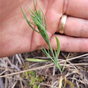 Petrorhagia sp. at Kambah, ACT - 16 Oct 2024