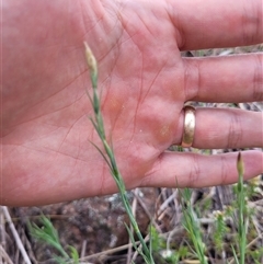 Petrorhagia sp. at Kambah, ACT - 16 Oct 2024