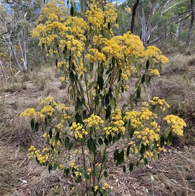 Pomaderris intermedia (Golden Pomaderris) at Yarralumla, ACT - 12 Sep 2024 by AlexSantiago