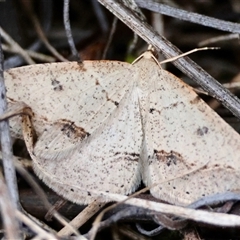 Taxeotis stereospila (Taxeotis stereospila) at Hughes, ACT - 16 Oct 2024 by LisaH