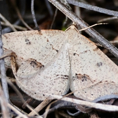 Taxeotis stereospila (Oval-spot Taxeotis (Oenochrominae) at Hughes, ACT - 16 Oct 2024 by LisaH