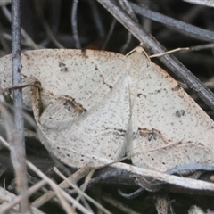 Taxeotis stereospila at Hughes, ACT - 16 Oct 2024