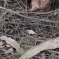 Taxeotis stereospila at Hughes, ACT - 16 Oct 2024 06:18 PM