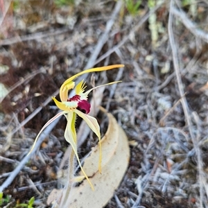 Caladenia parva at Kambah, ACT - suppressed