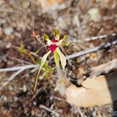 Caladenia parva at Kambah, ACT - suppressed