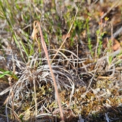 Caladenia parva at Kambah, ACT - suppressed