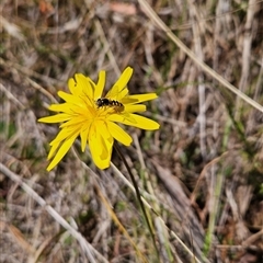 Microseris walteri (Yam Daisy, Murnong) at Tennent, ACT - 16 Oct 2024 by BethanyDunne