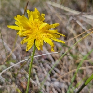 Microseris walteri at Tennent, ACT - 16 Oct 2024