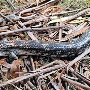 Tiliqua nigrolutea at Tharwa, ACT - 16 Oct 2024