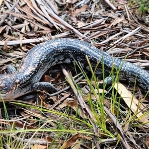 Tiliqua nigrolutea at Tharwa, ACT - 16 Oct 2024