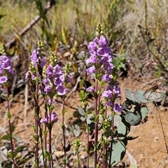 Euphrasia collina subsp. paludosa at Tennent, ACT - 15 Oct 2024 by BethanyDunne