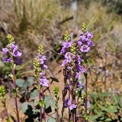 Euphrasia collina subsp. paludosa at Tennent, ACT - 16 Oct 2024 10:15 AM