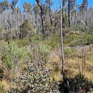 Ozothamnus rosmarinifolius at Tennent, ACT - 16 Oct 2024