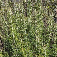 Ozothamnus rosmarinifolius (Rosemary Everlasting) at Tennent, ACT - 16 Oct 2024 by BethanyDunne