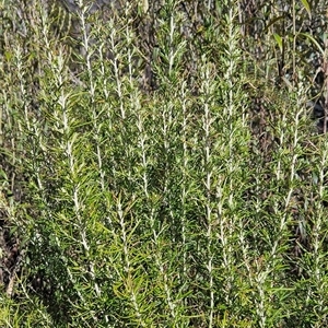 Ozothamnus rosmarinifolius at Tennent, ACT - 16 Oct 2024