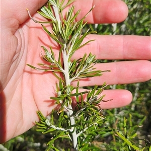 Ozothamnus rosmarinifolius at Tennent, ACT - 16 Oct 2024