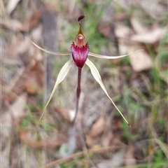 Caladenia montana (Mountain Spider Orchid) at Tennent, ACT - 16 Oct 2024 by BethanyDunne