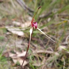 Caladenia montana at Tennent, ACT - suppressed