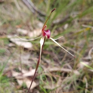 Caladenia montana at Tennent, ACT - suppressed