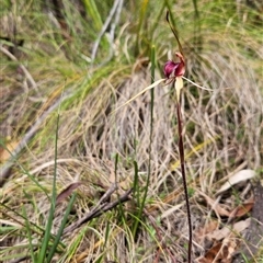 Caladenia montana at Tennent, ACT - suppressed