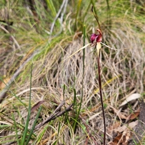 Caladenia montana at Tennent, ACT - 16 Oct 2024