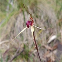 Caladenia montana at Tennent, ACT - suppressed